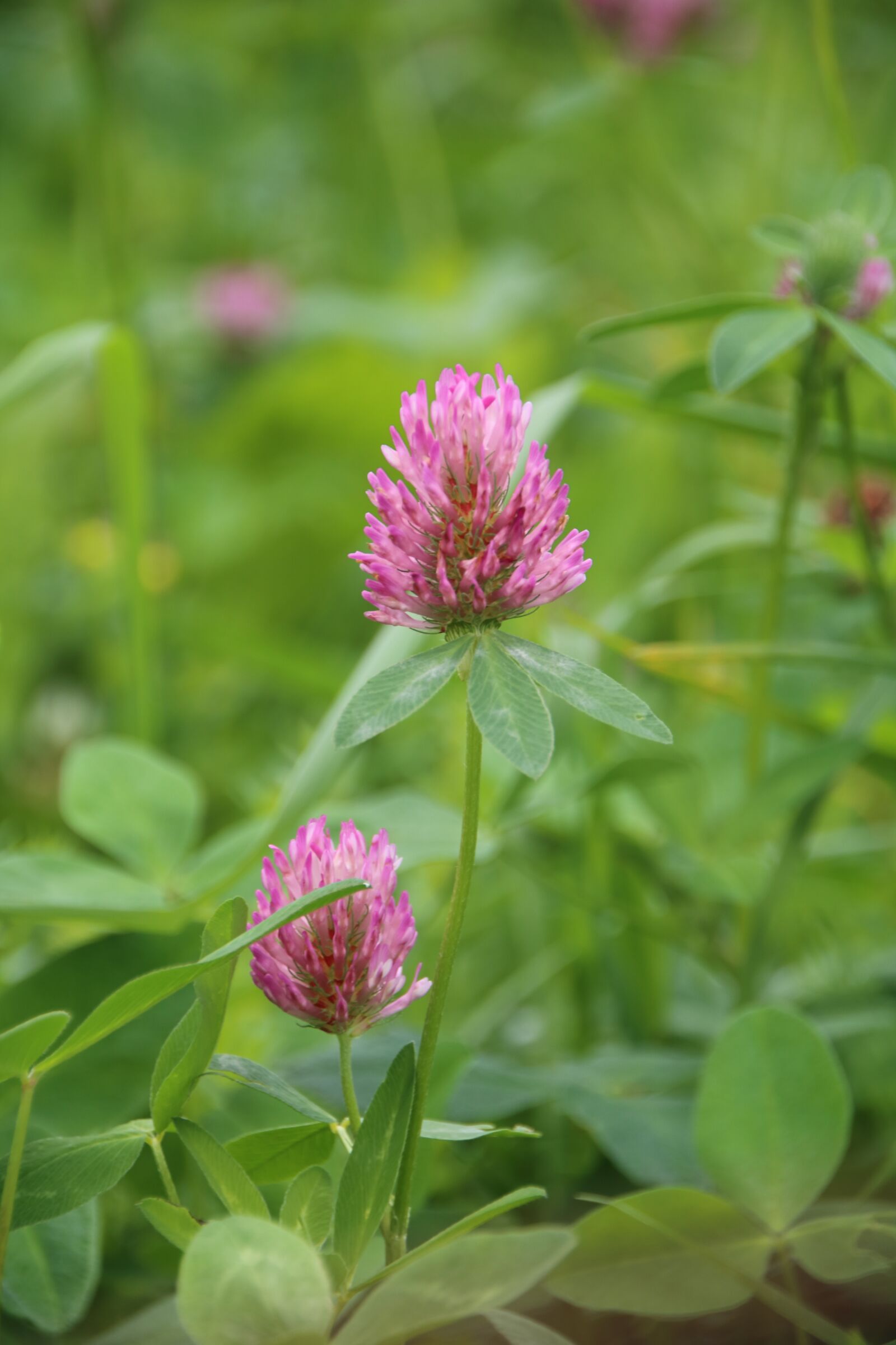 Canon EOS 750D (EOS Rebel T6i / EOS Kiss X8i) sample photo. Flora, green, grass photography