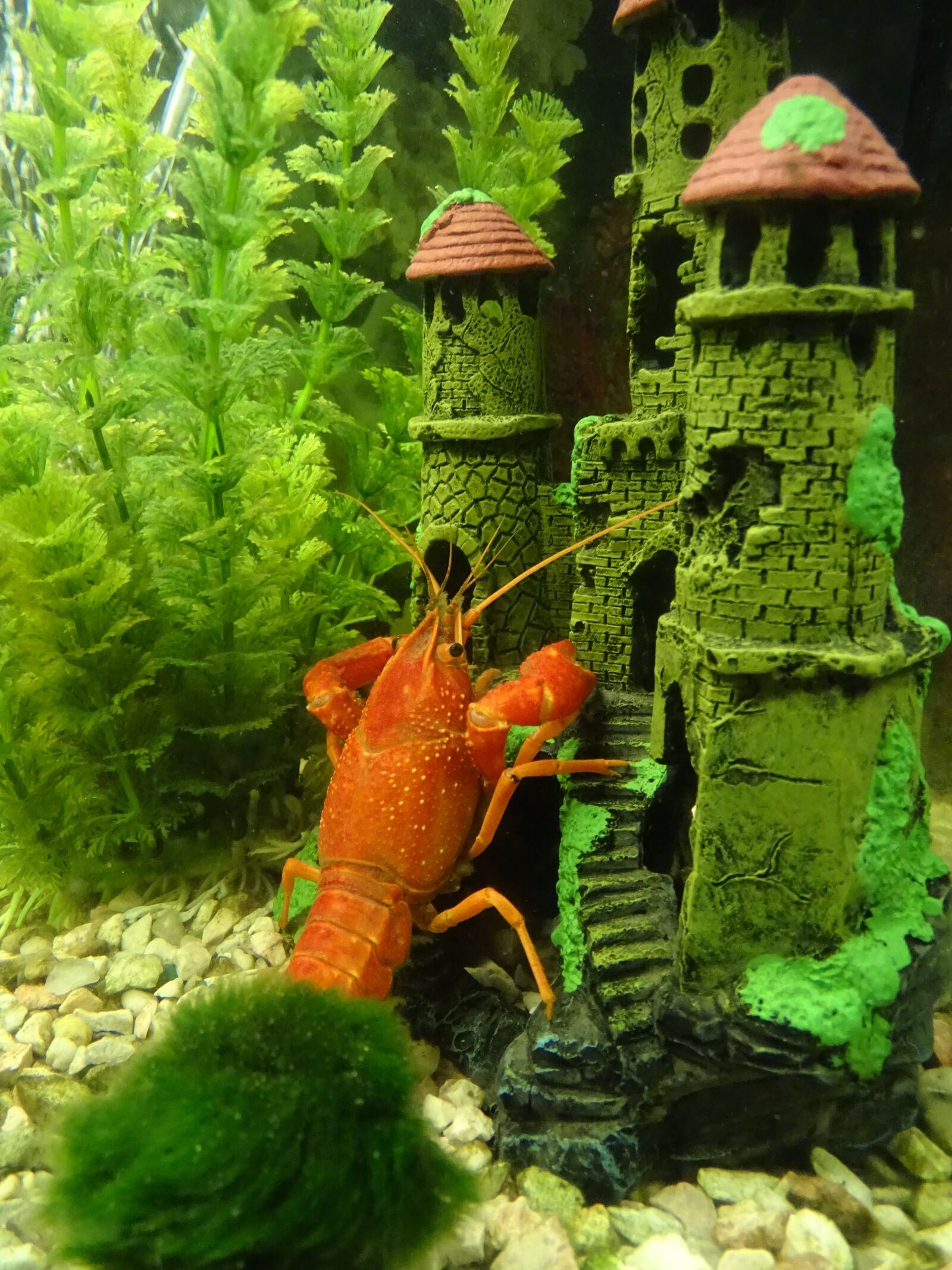 Sony Cyber-shot DSC-HX400V sample photo. Crayfish, crustacean, red photography