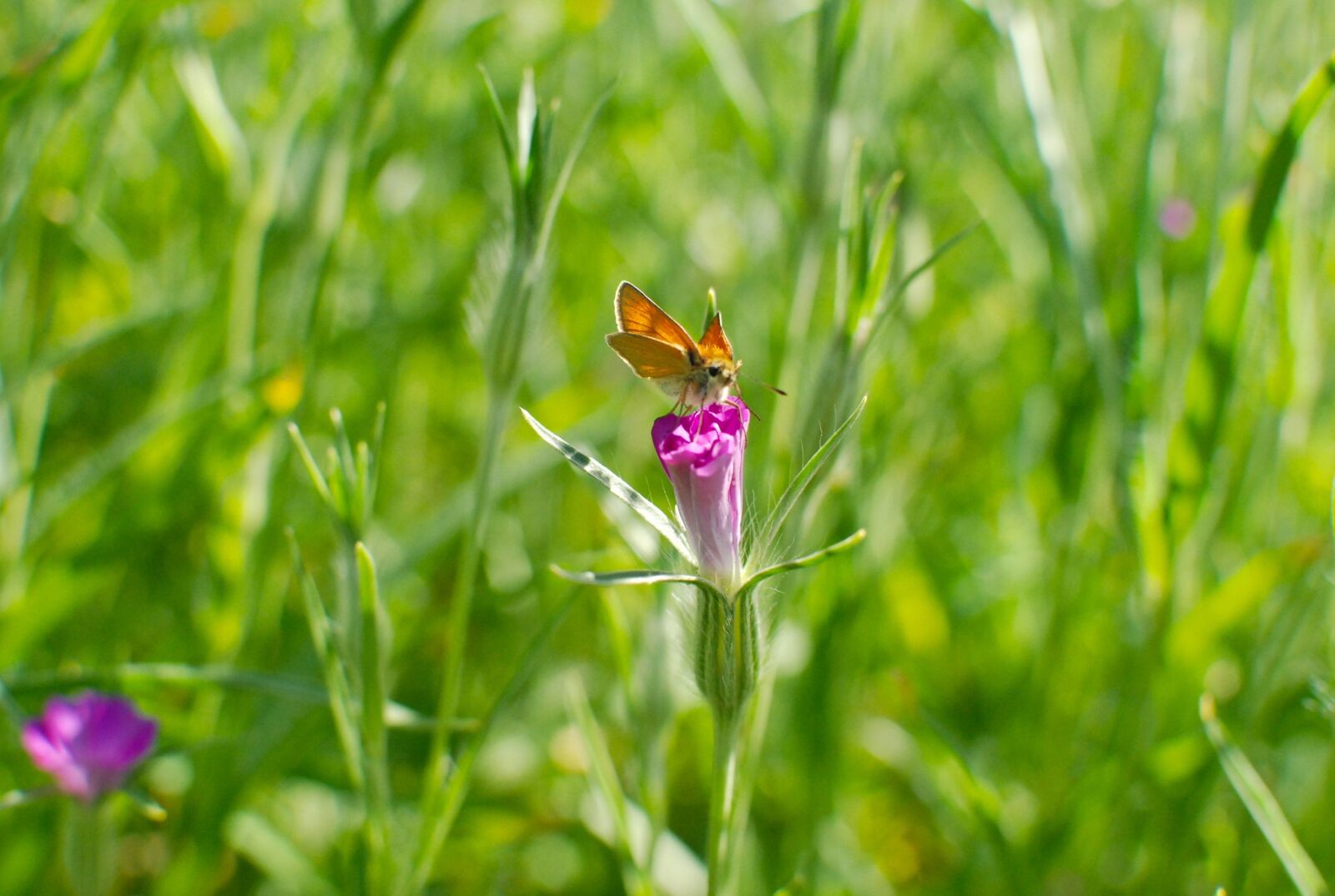 Nikon D80 sample photo. Summer meadow, spring meadow photography