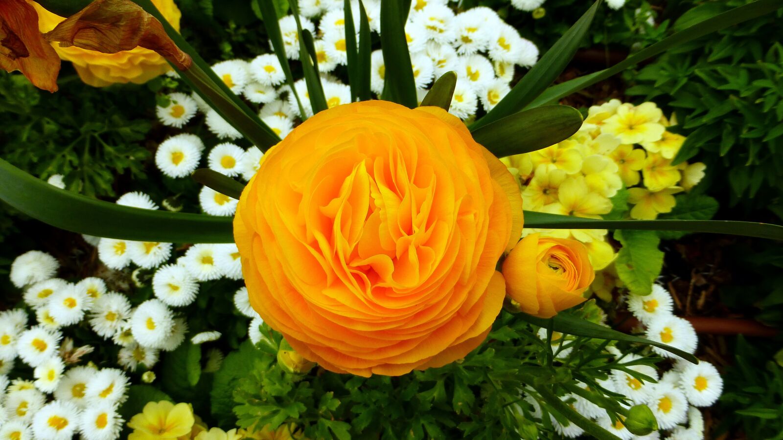 Panasonic Lumix DMC-ZS25 (Lumix DMC-TZ35) sample photo. Flower, nature, plant photography