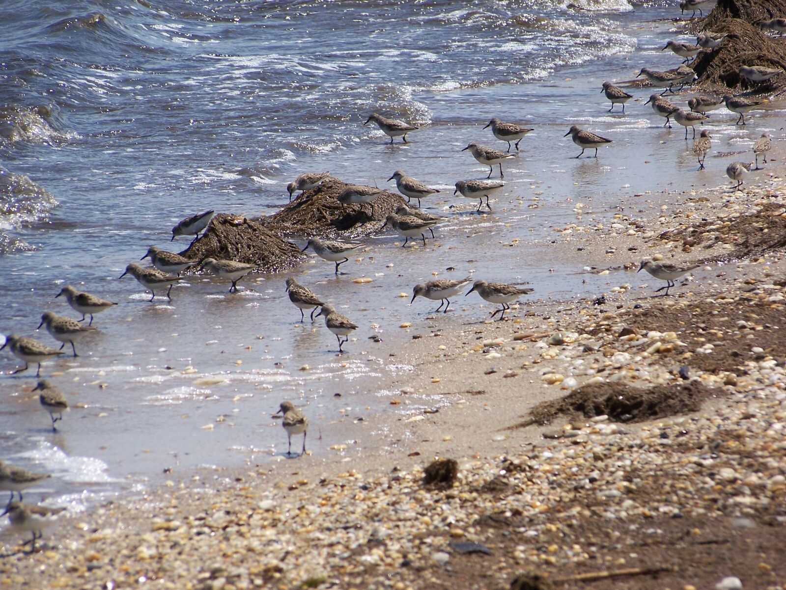 Kodak Z612 ZOOM DIGITAL CAMERA sample photo. Sea birds, beach, sea photography