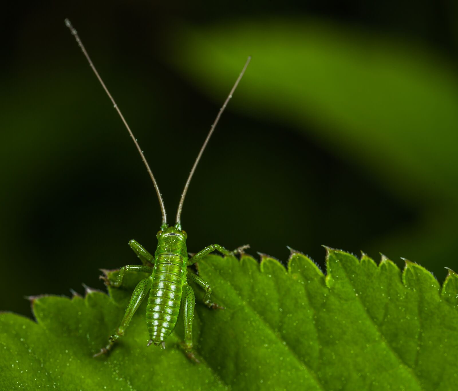 Canon EOS 5D Mark II + Canon MP-E 65mm F2.5 1-5x Macro Photo sample photo. Insect, bespozvonochnoe, nature photography