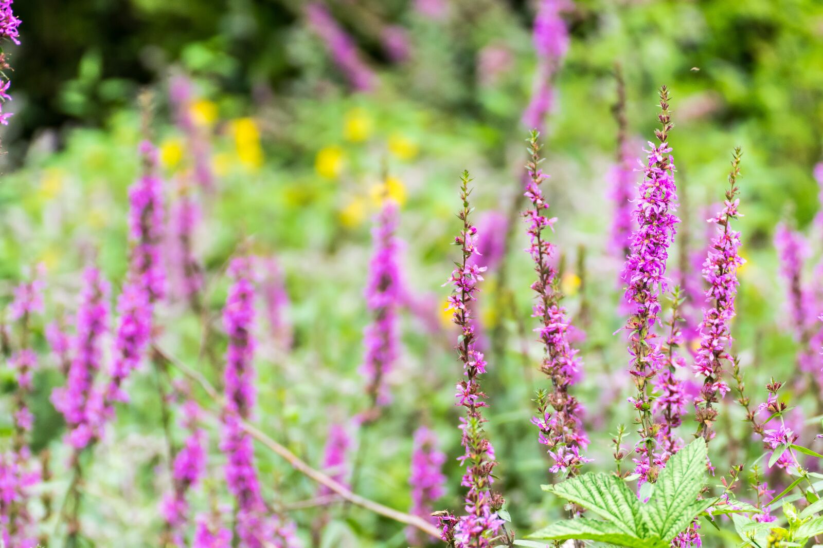 Tamron SP 70-300mm F4-5.6 Di VC USD sample photo. Flower meadow, purple, nature photography