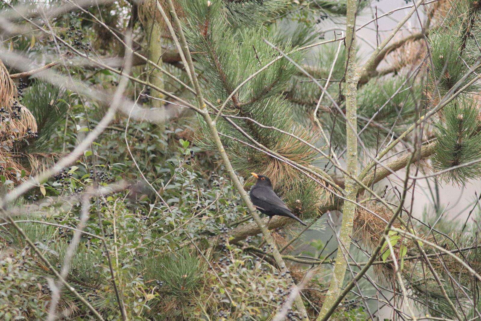 Canon EF 300mm F4L IS USM sample photo