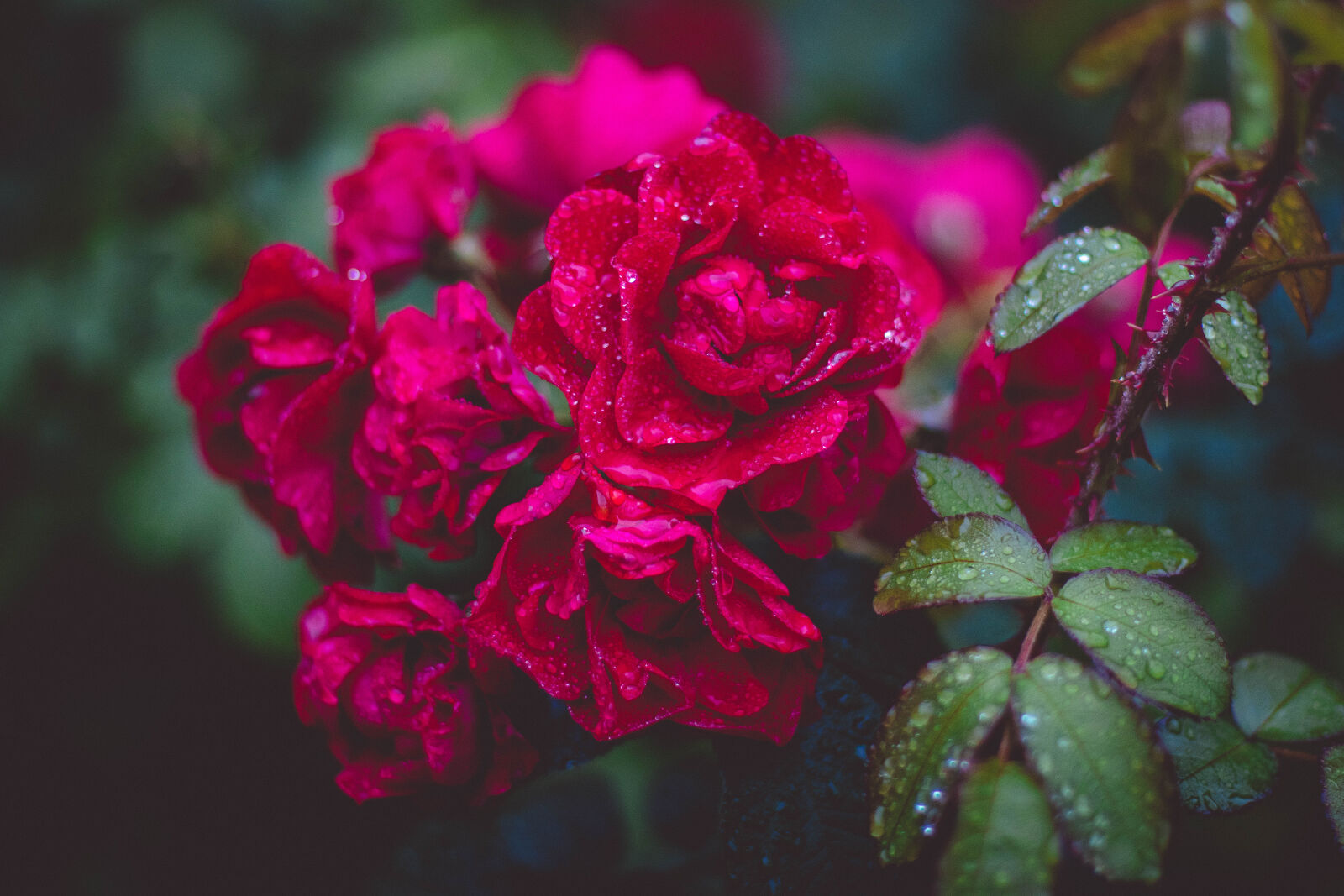 Canon EF 50mm F1.4 USM sample photo. Photography, of, red, roses photography