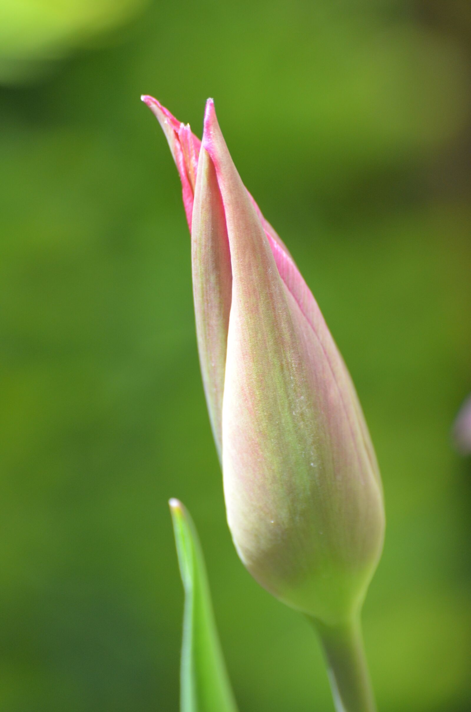 Nikon D5100 sample photo. Closed tulip, tulip, flower photography
