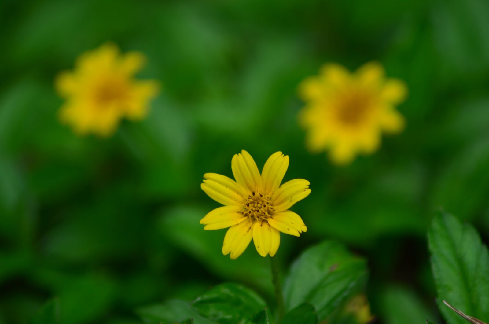 Nikon D5100 sample photo. Macro, flowers, yellow photography