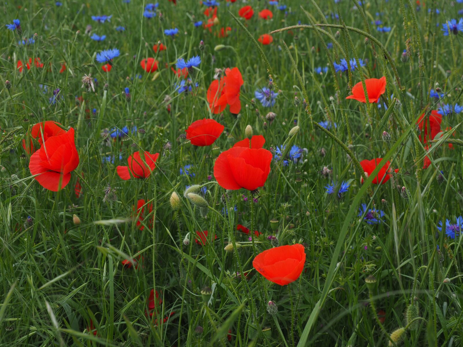 Olympus OM-D E-M1 + Olympus M.Zuiko Digital ED 12-40mm F2.8 Pro sample photo. Field of poppies, kornblumenfeld photography