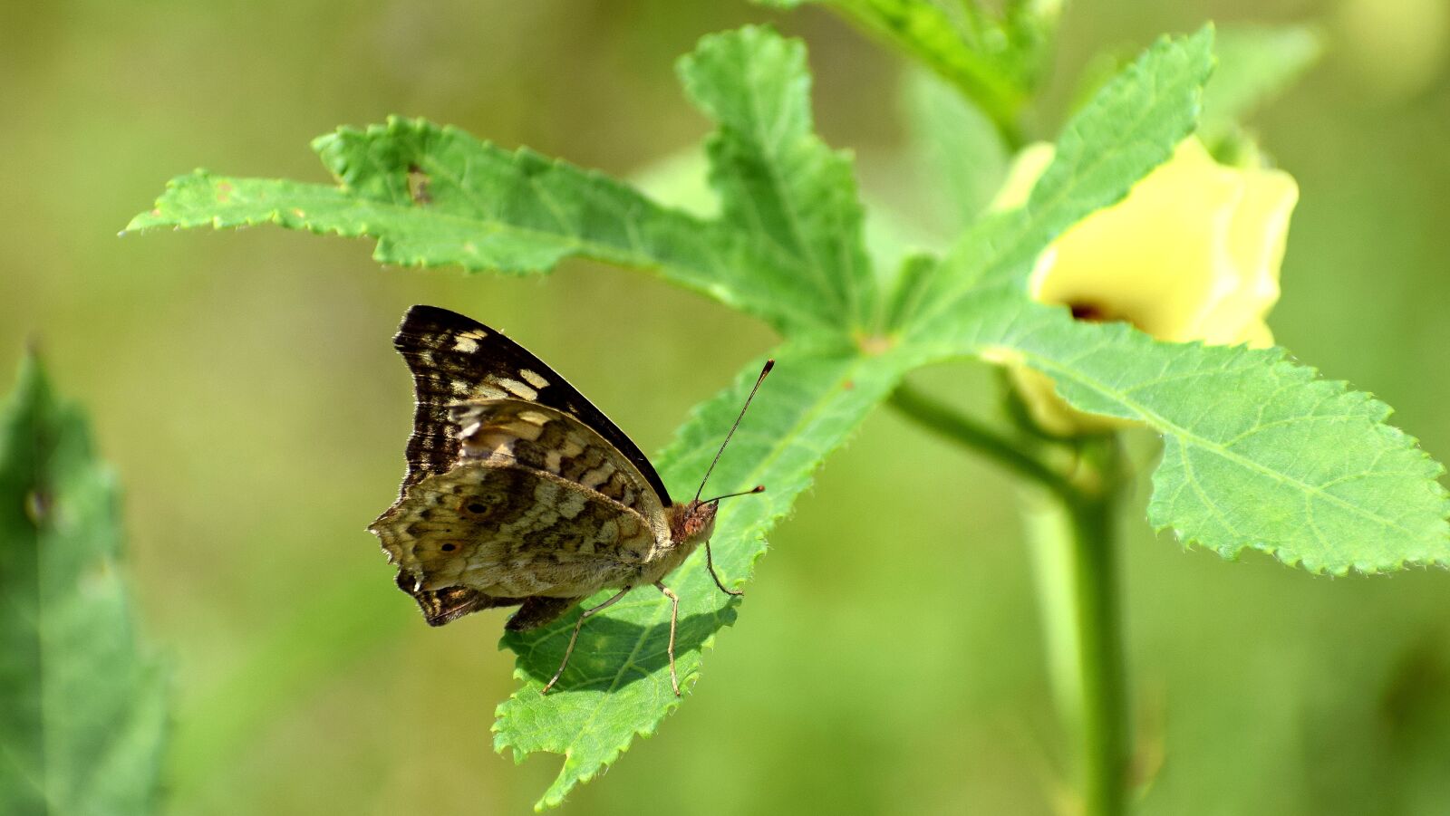 Nikon D3300 sample photo. Butterfly, leaves, plant photography