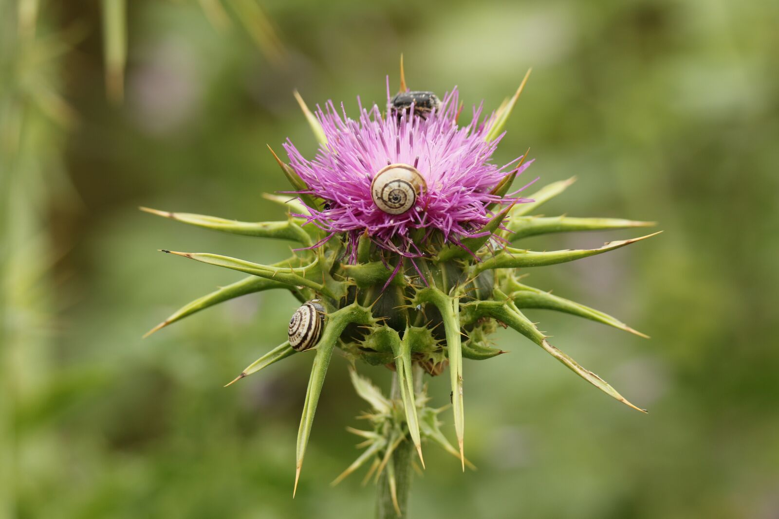 Canon EOS 7D Mark II sample photo. Thistle, star thistle, flower photography