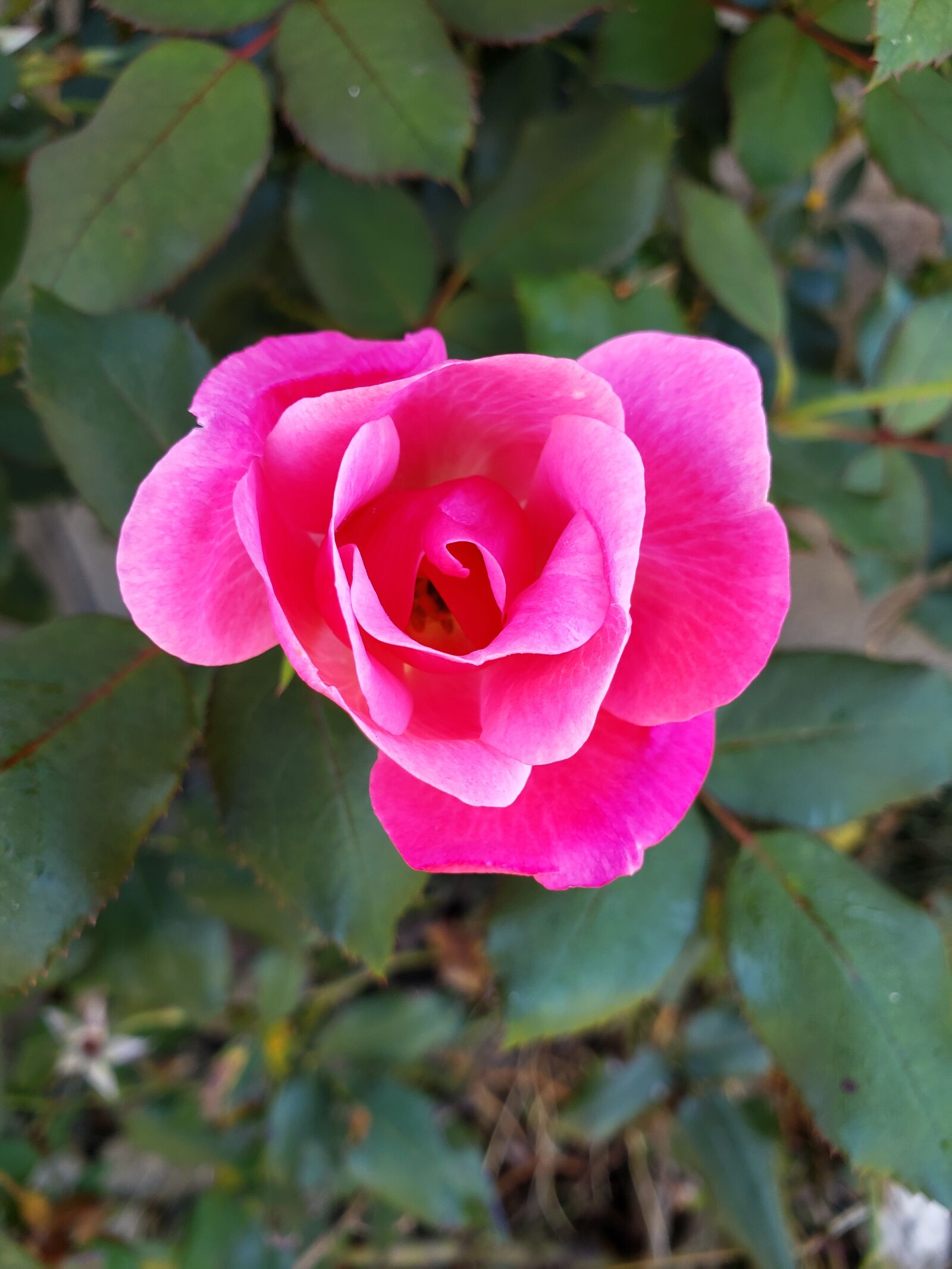 Samsung Galaxy Note9 sample photo. Flower, rose, pink photography