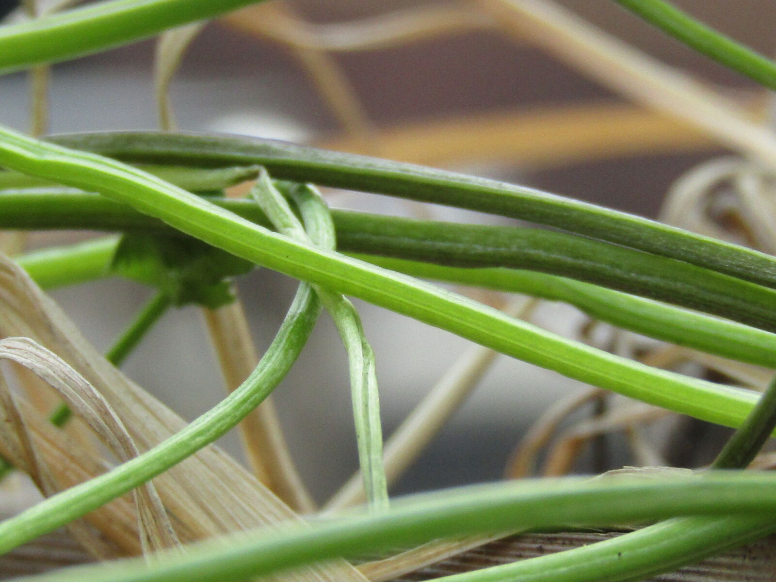 Canon PowerShot SX410 IS sample photo. Grass, greengrass, grassfed, bluegrass photography