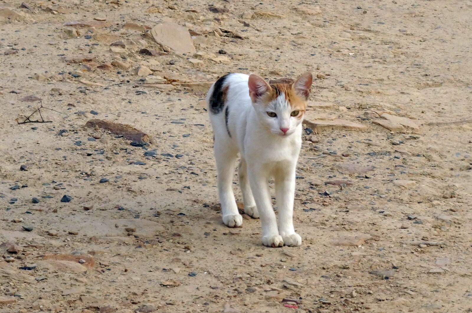 Sony Cyber-shot DSC-HX90V sample photo. Kitten, cat, feline photography