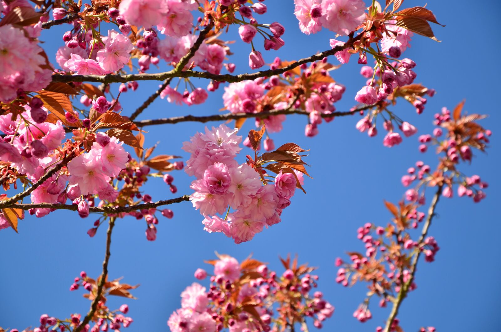 Nikon D5100 sample photo. Japanese flowering cherry, cherry photography