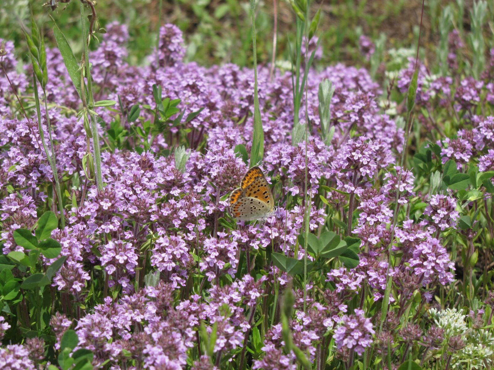 Canon PowerShot SX20 IS sample photo. Butterfly, flowers, nature photography