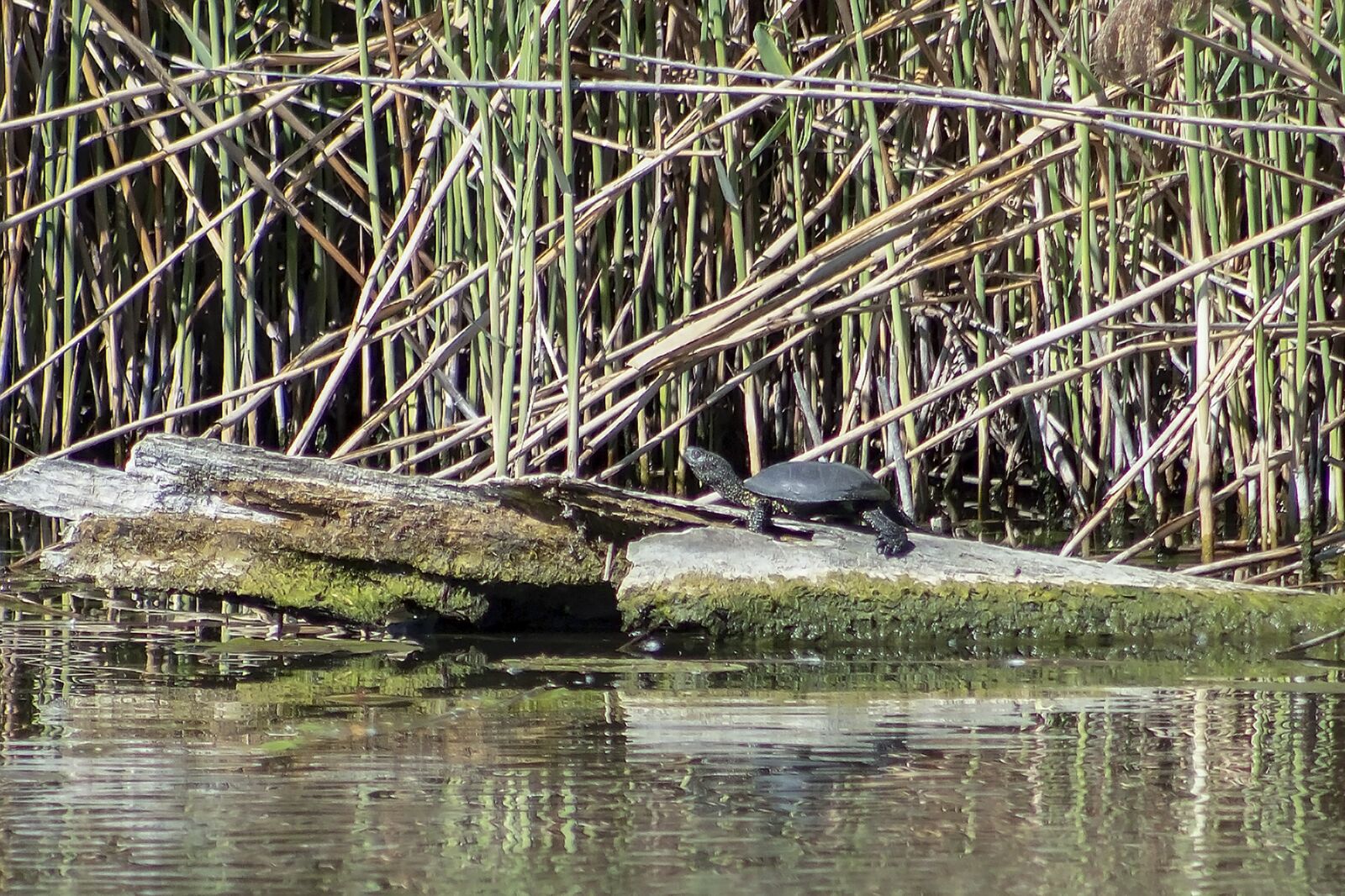 Canon EF75-300mm f/4-5.6 sample photo. Swamp turtle, amphibian, reptile photography