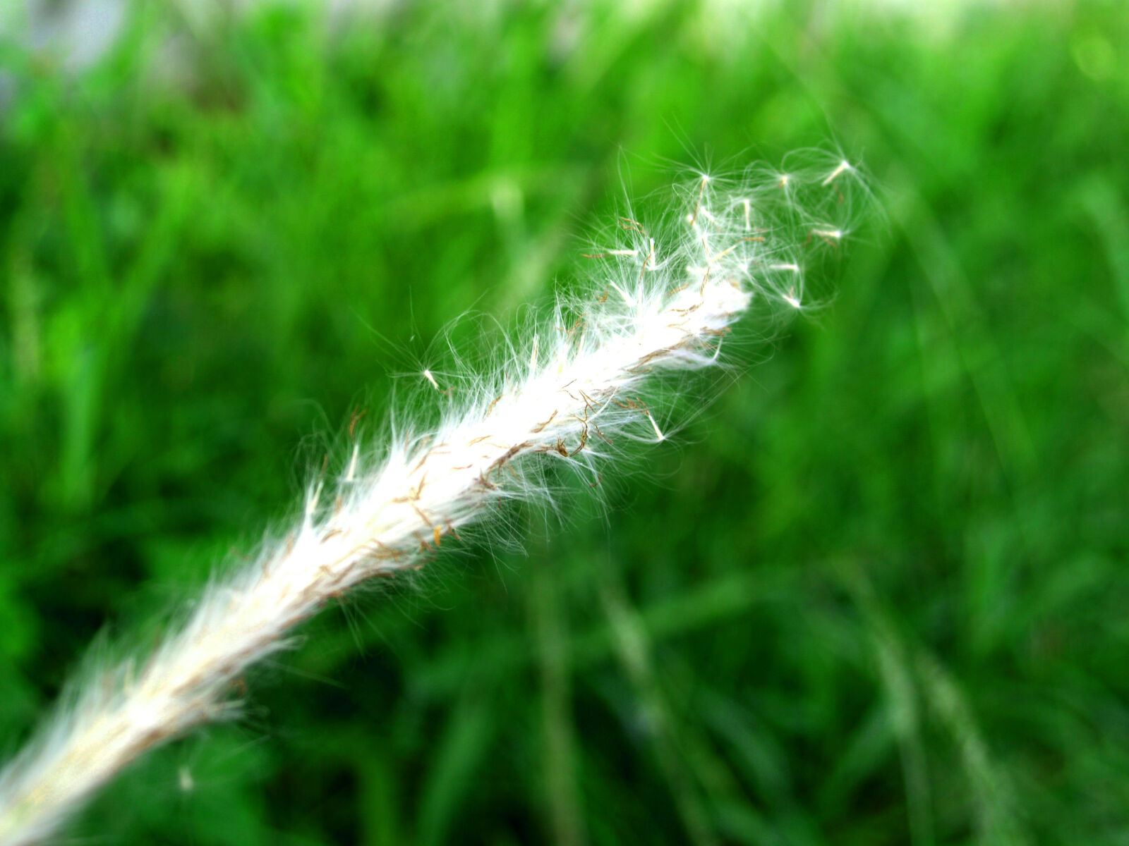 Olympus E-300 (EVOLT E-300) sample photo. Autumn, blossom, bright, clover photography