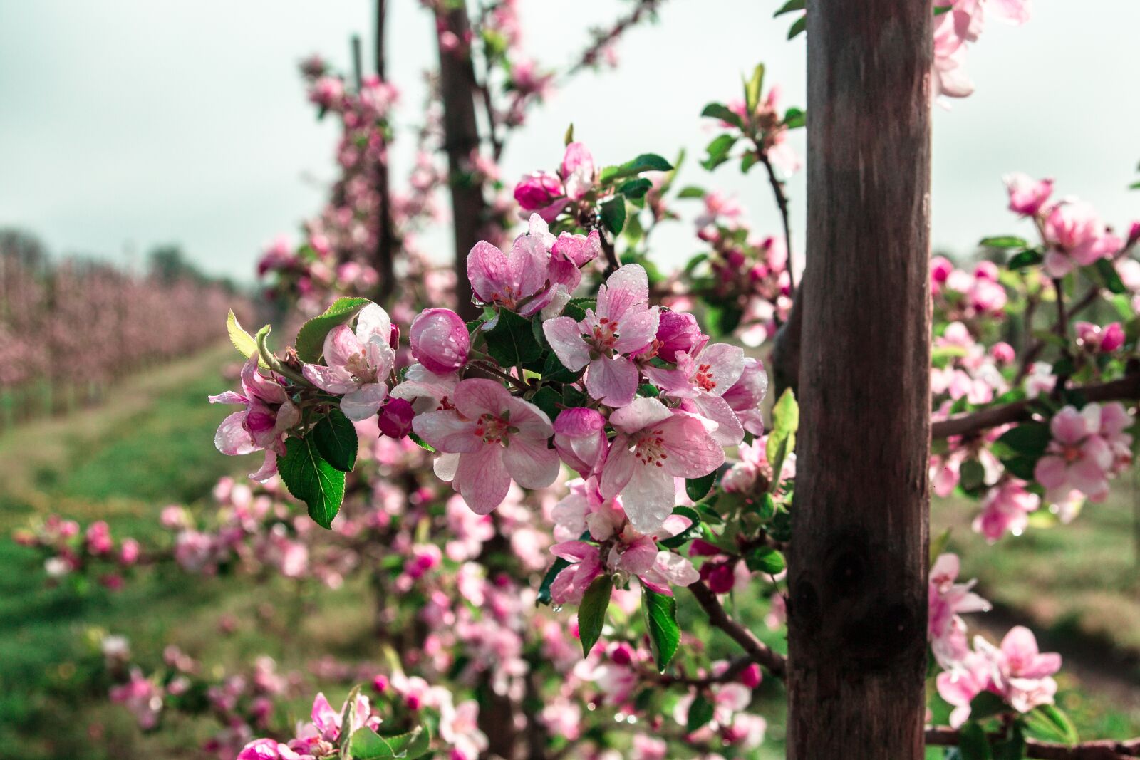 Tamron SP AF 17-50mm F2.8 XR Di II LD Aspherical (IF) sample photo. Sad, tree, apple trees photography