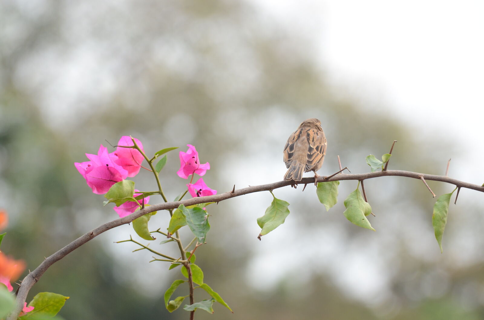 Nikon D7000 sample photo