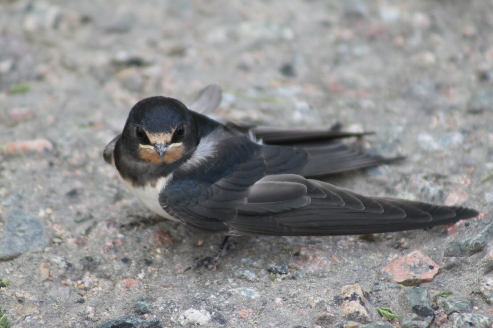 Canon EOS 500D (EOS Rebel T1i / EOS Kiss X3) sample photo. Schwalbe, bird, nature photography