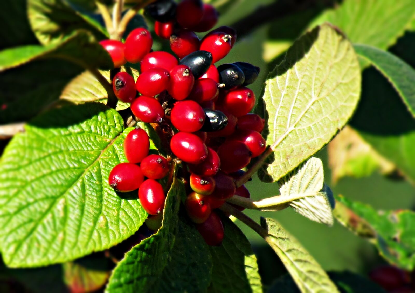 Canon PowerShot SX30 IS sample photo. Berries, red, black photography