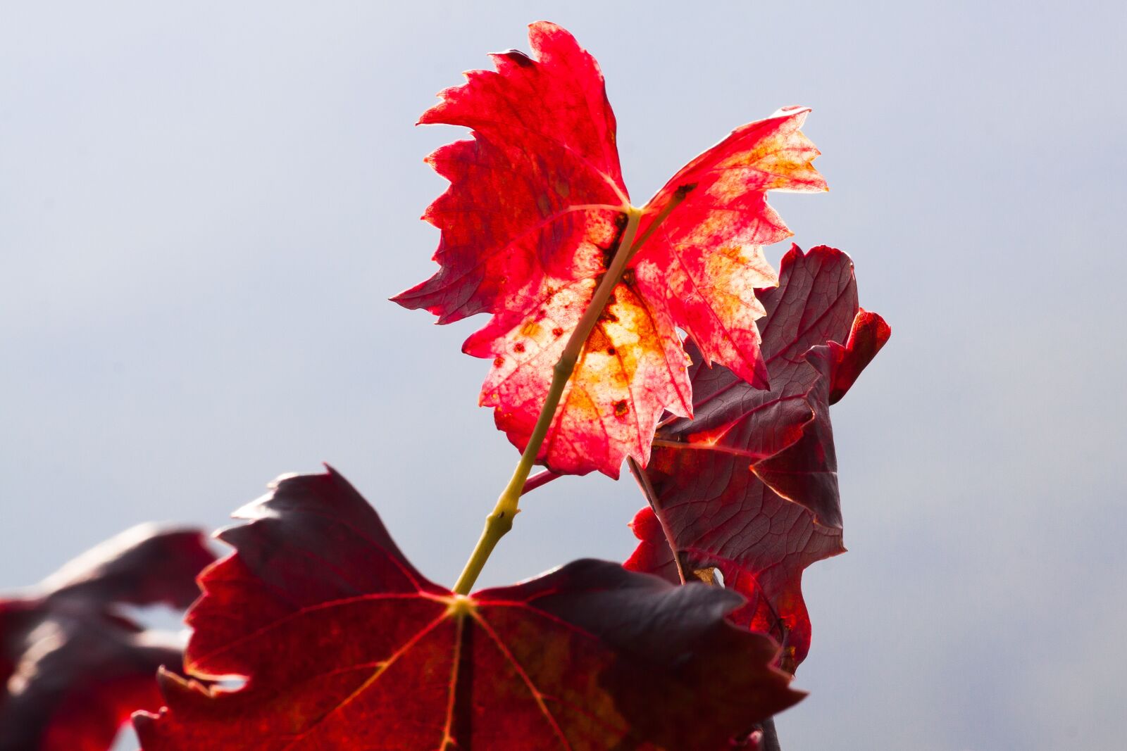 Canon EOS 50D sample photo. Wine, leaf, wine harvest photography