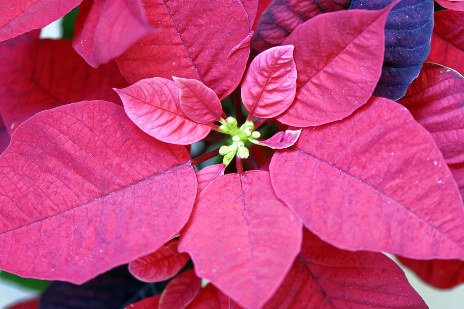 Nikon D5300 sample photo. Flowers, leaves, red photography