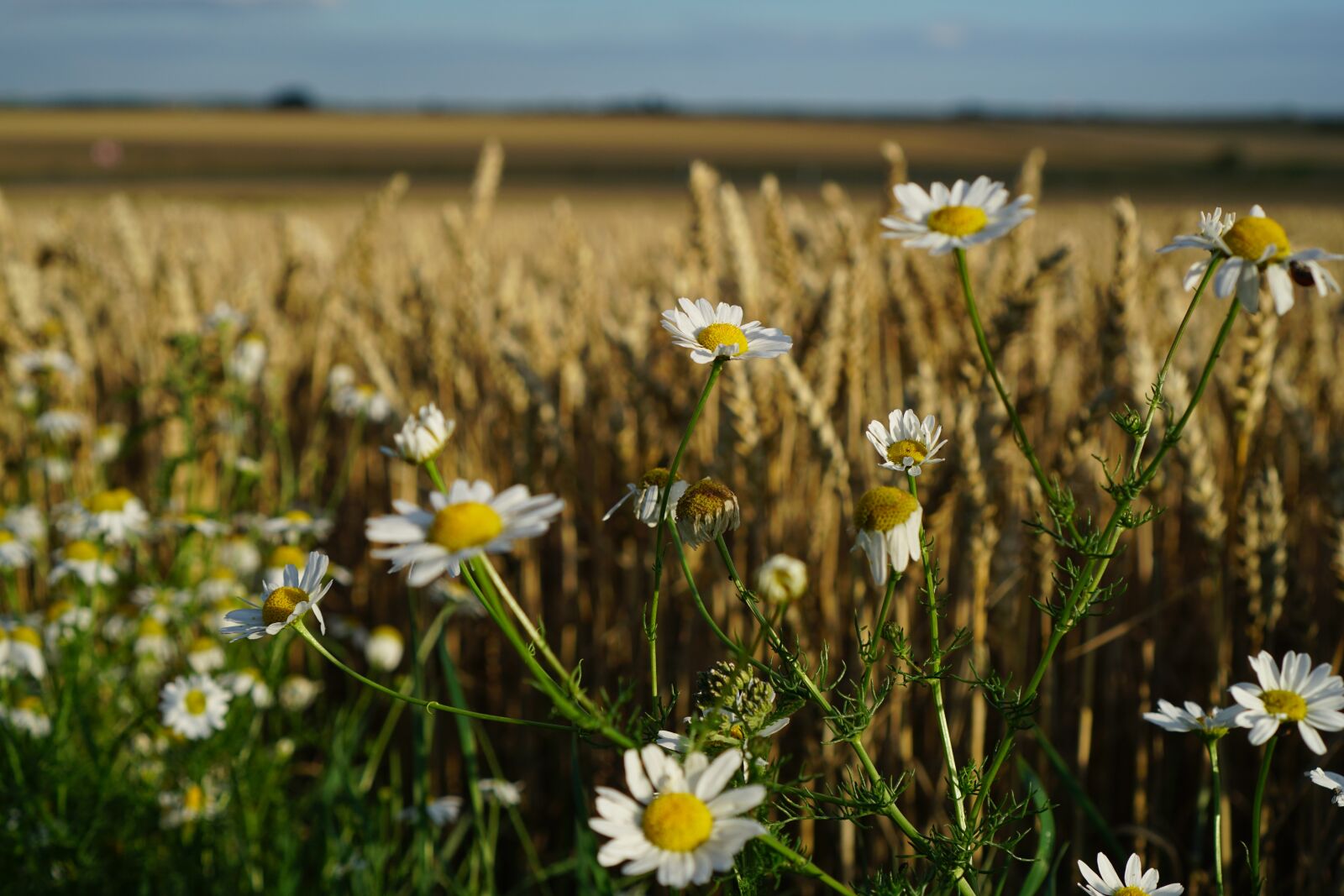 Sony a6300 sample photo. Camomile, wheat field, summer photography