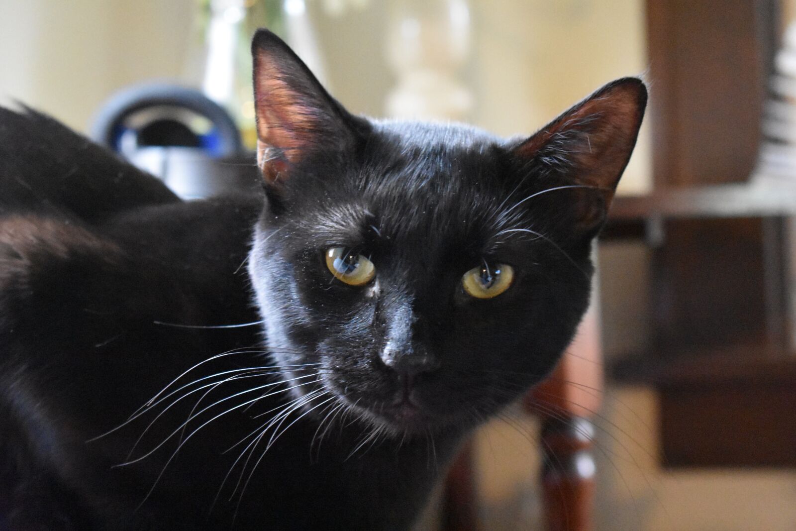 Nikon D3400 sample photo. Cat, eyes, black photography