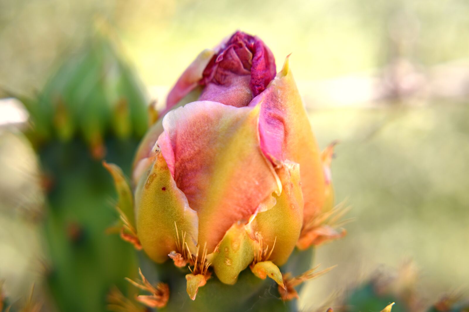 Nikon D3500 sample photo. Flower, cactus, flora photography