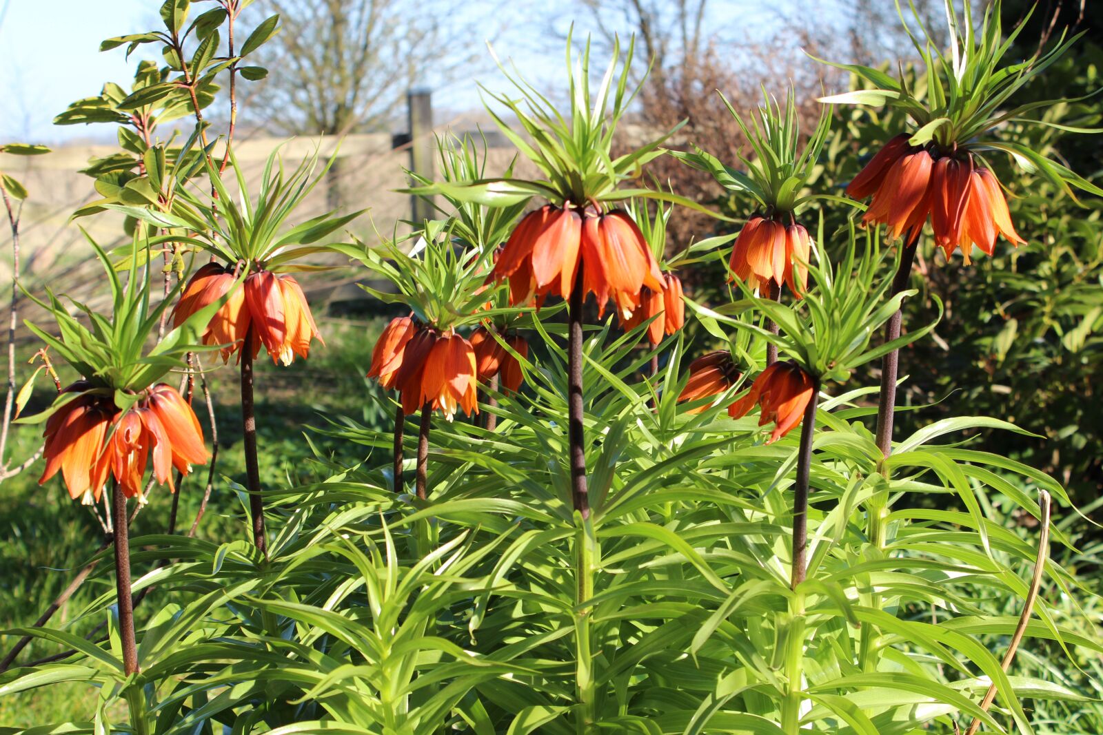 Canon EOS 600D (Rebel EOS T3i / EOS Kiss X5) sample photo. Imperial crowns, spring, spring photography