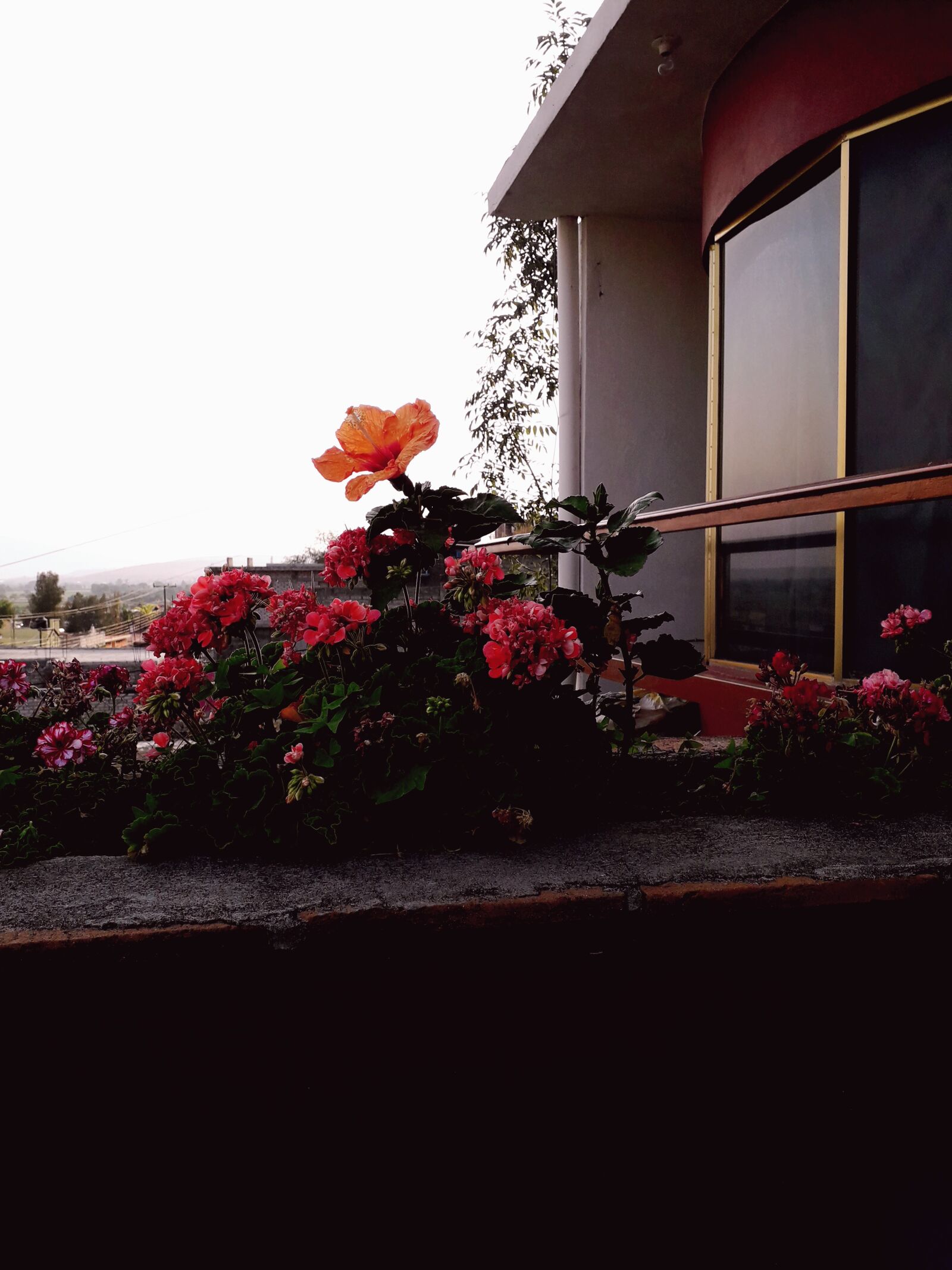 Samsung Galaxy J6 sample photo. Home, flower, sunset photography