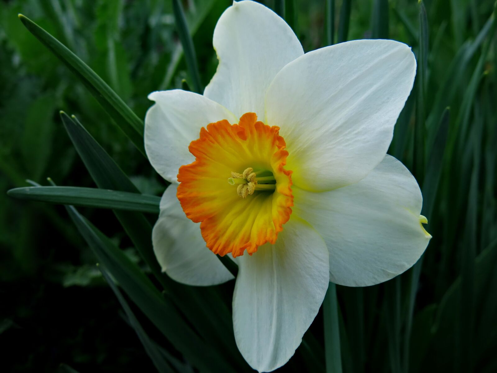 Canon PowerShot G15 sample photo. Narcissus, nature, flower photography