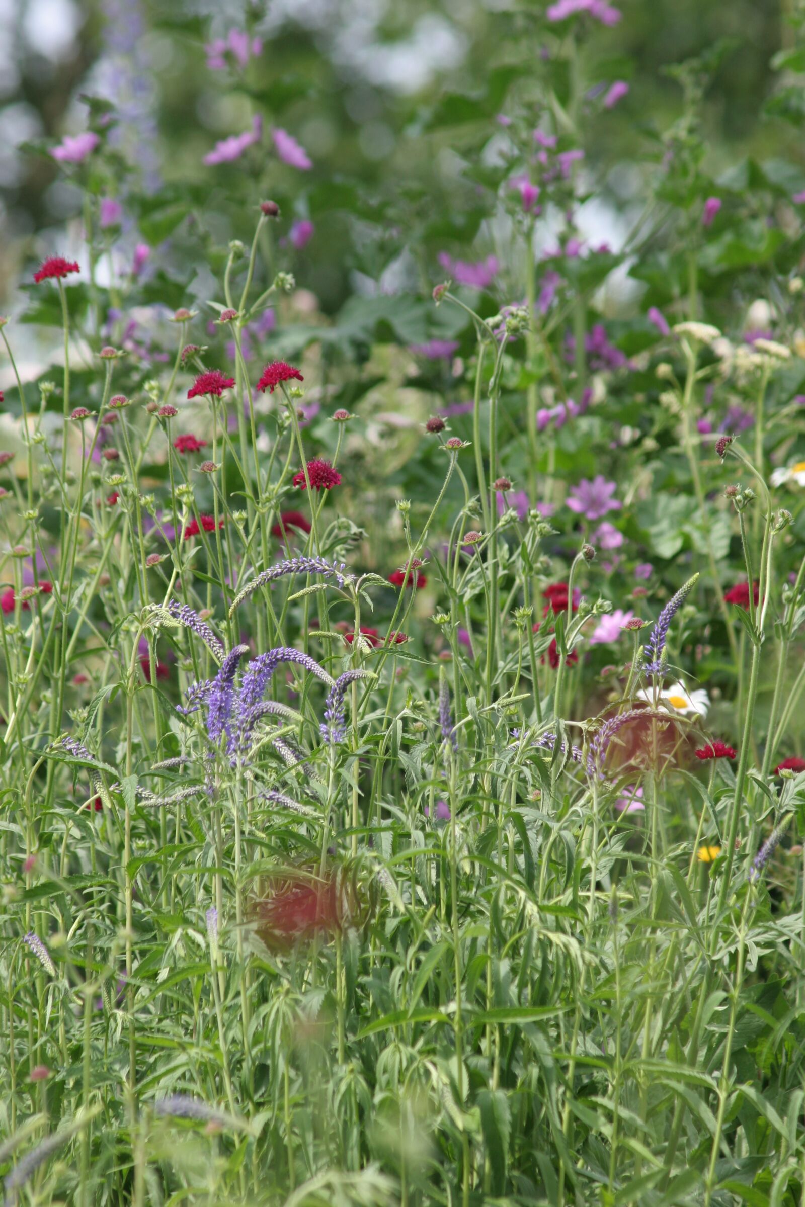 Canon EOS 20D sample photo. Flower strips, flowers, wild photography