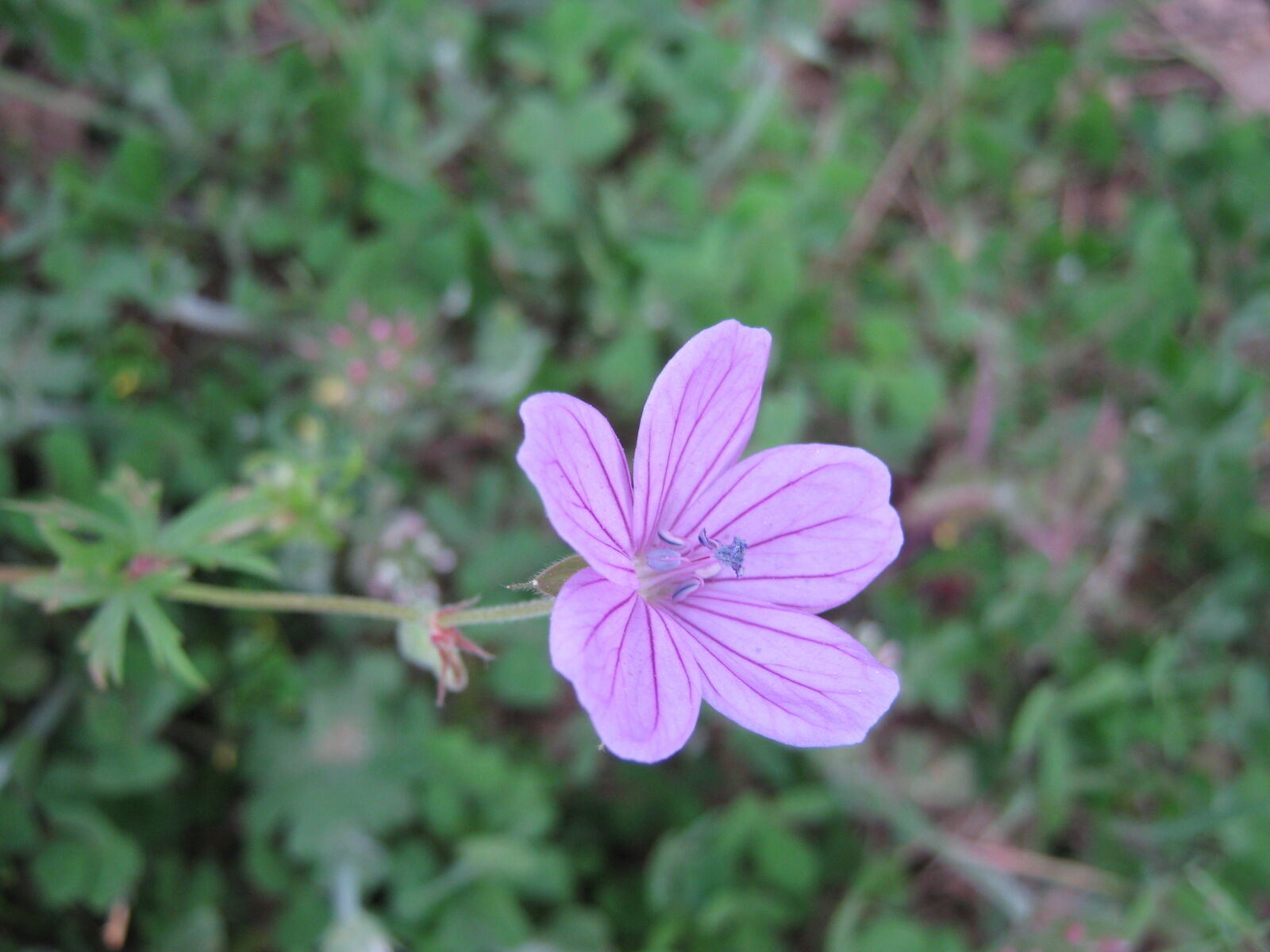 Canon PowerShot A480 sample photo. Flower, macro, nature photography