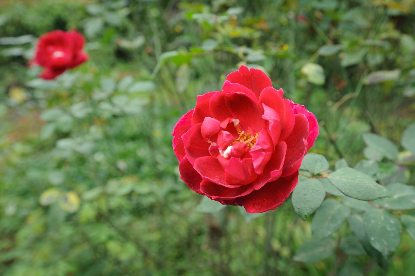 Nikon D700 sample photo. Rose, flower, background photography