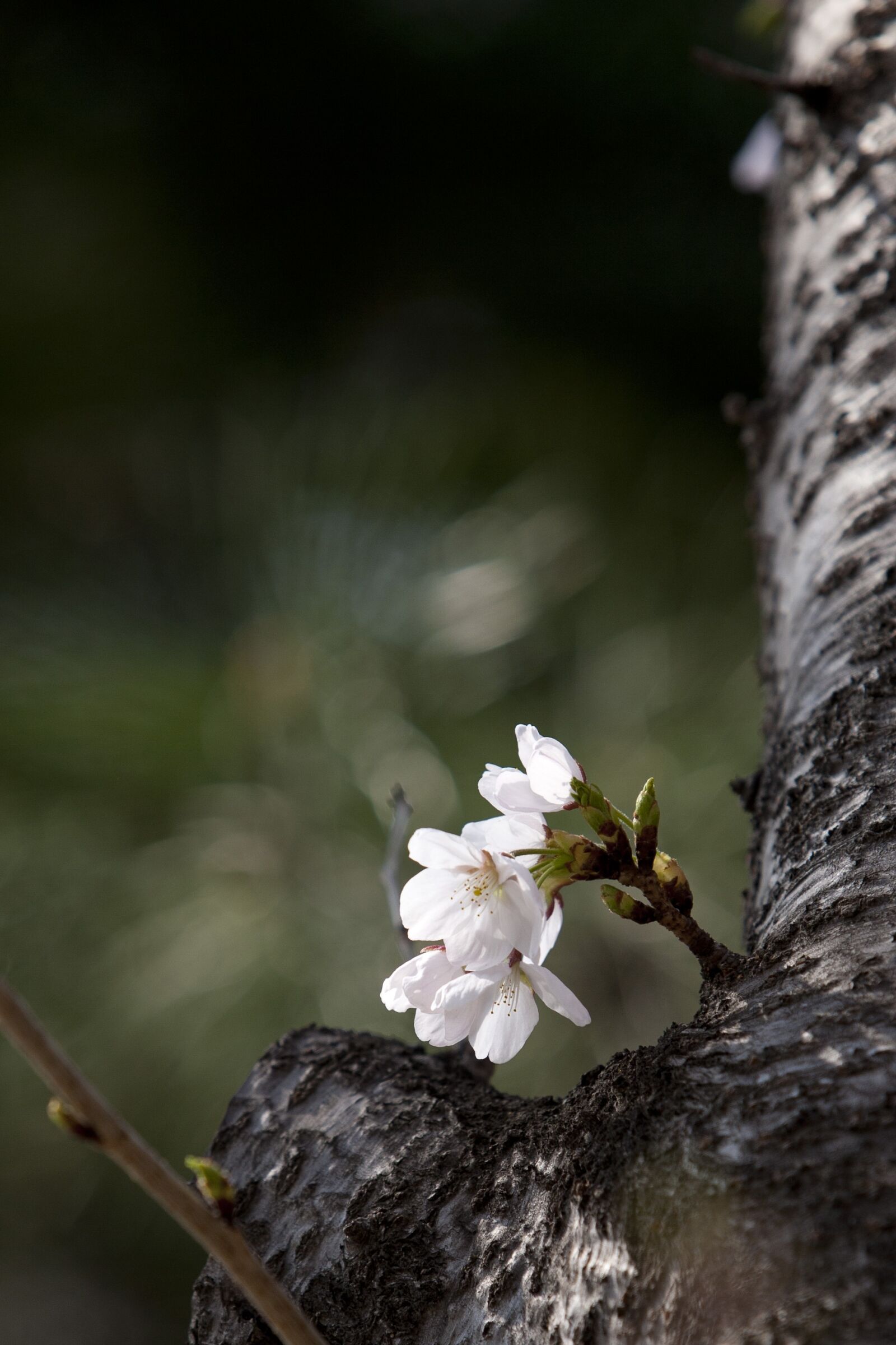 Canon EOS 5D sample photo. Wood, spring, flowers photography