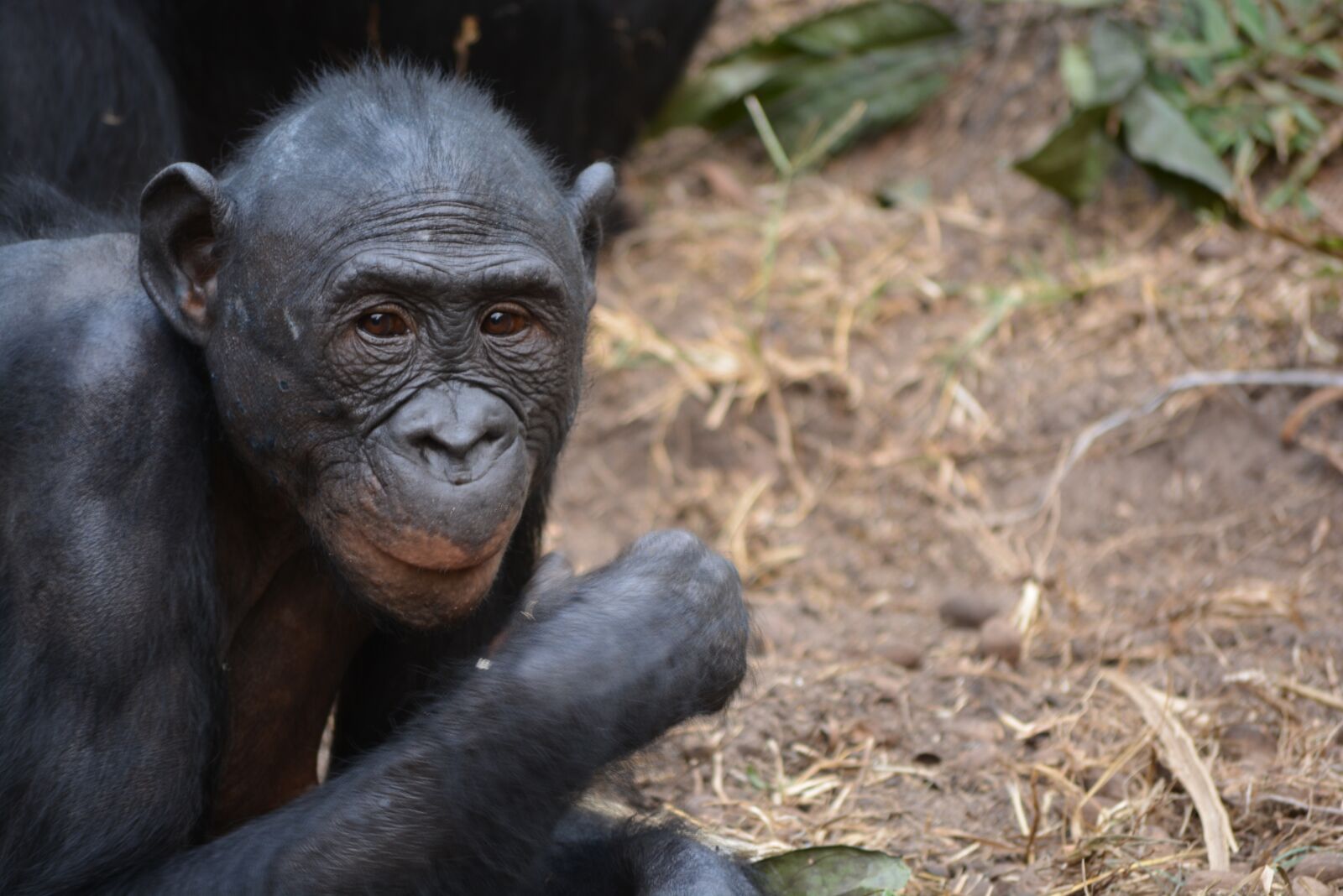 Nikon D5200 sample photo. Lola ya bonobo, democratic photography