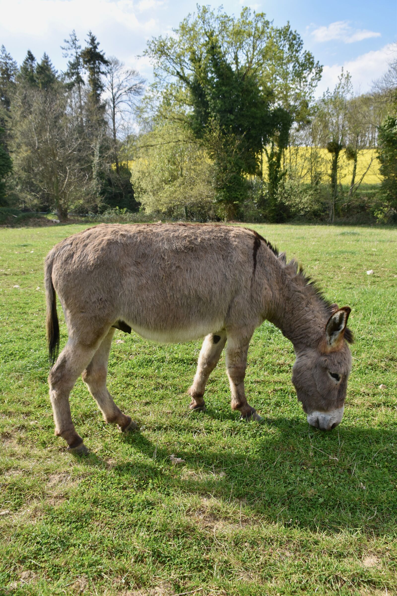 Nikon D5600 sample photo. Donkey, equine, herbivore photography