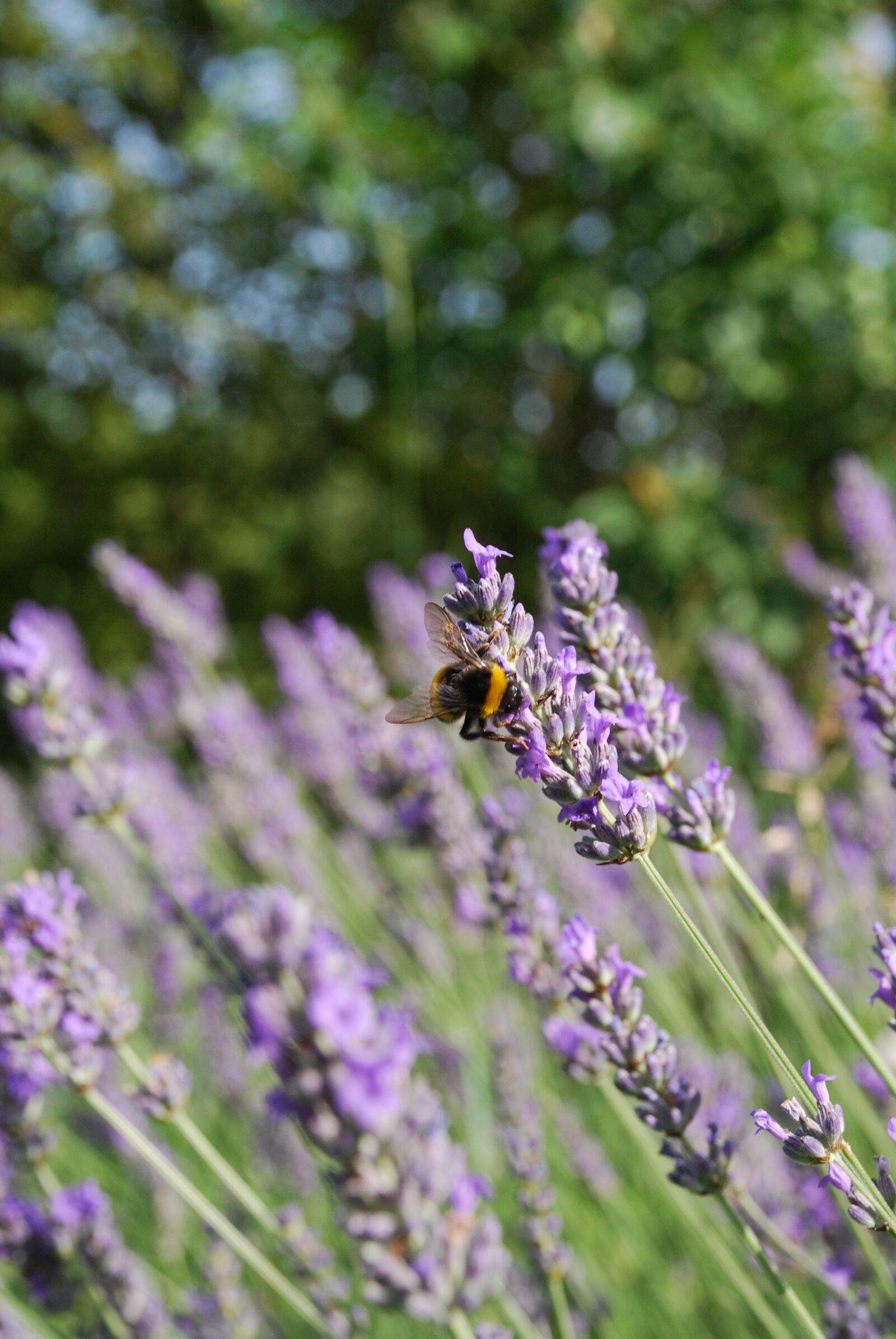 Nikon D80 sample photo. Lavender, summer, bed photography