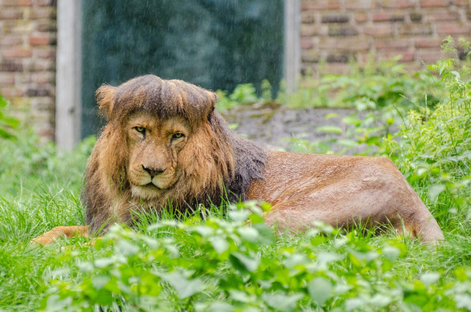 AF Zoom-Nikkor 80-200mm f/2.8 ED sample photo