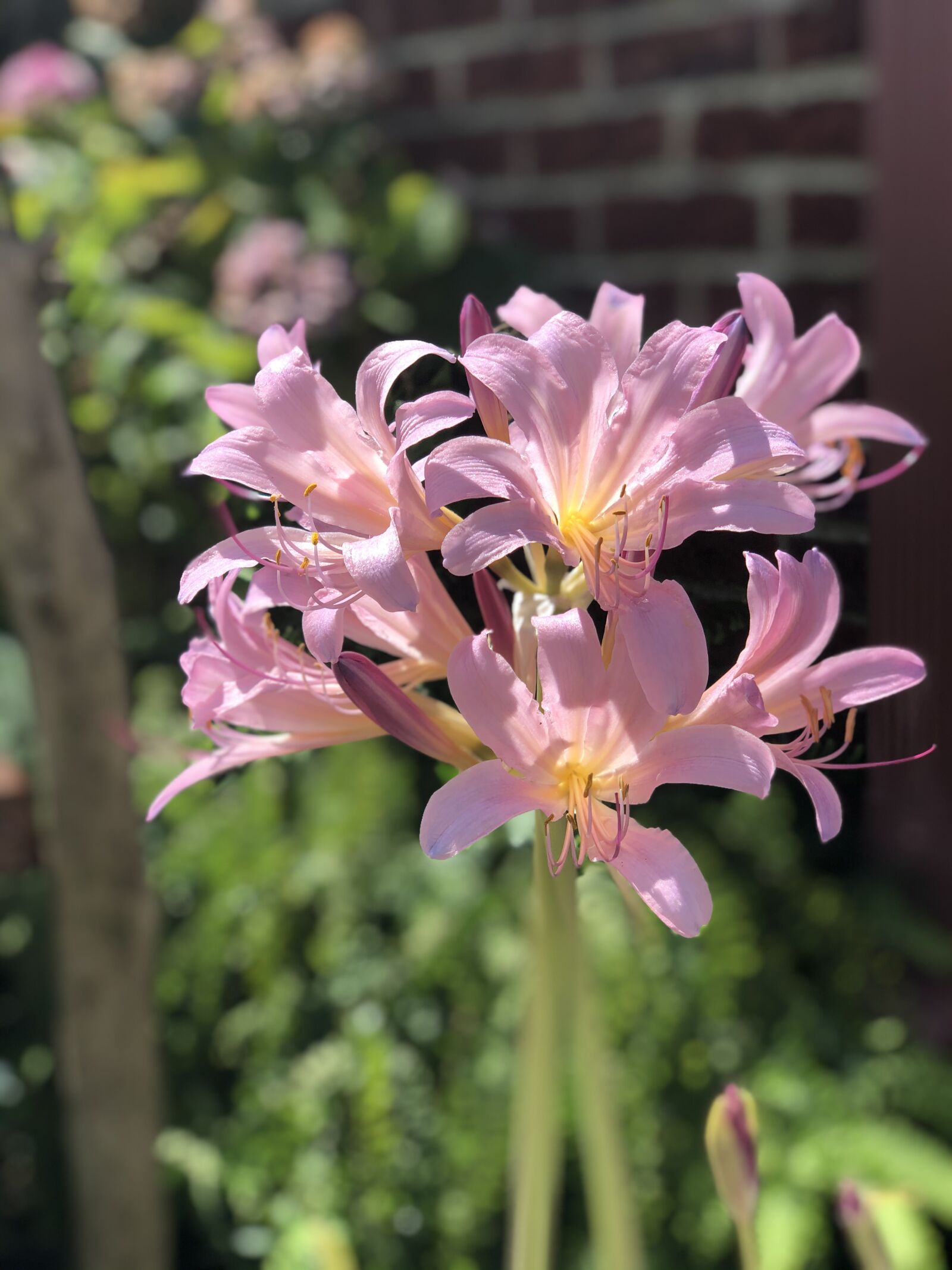 Apple iPhone X sample photo. Lily, flower, pink photography