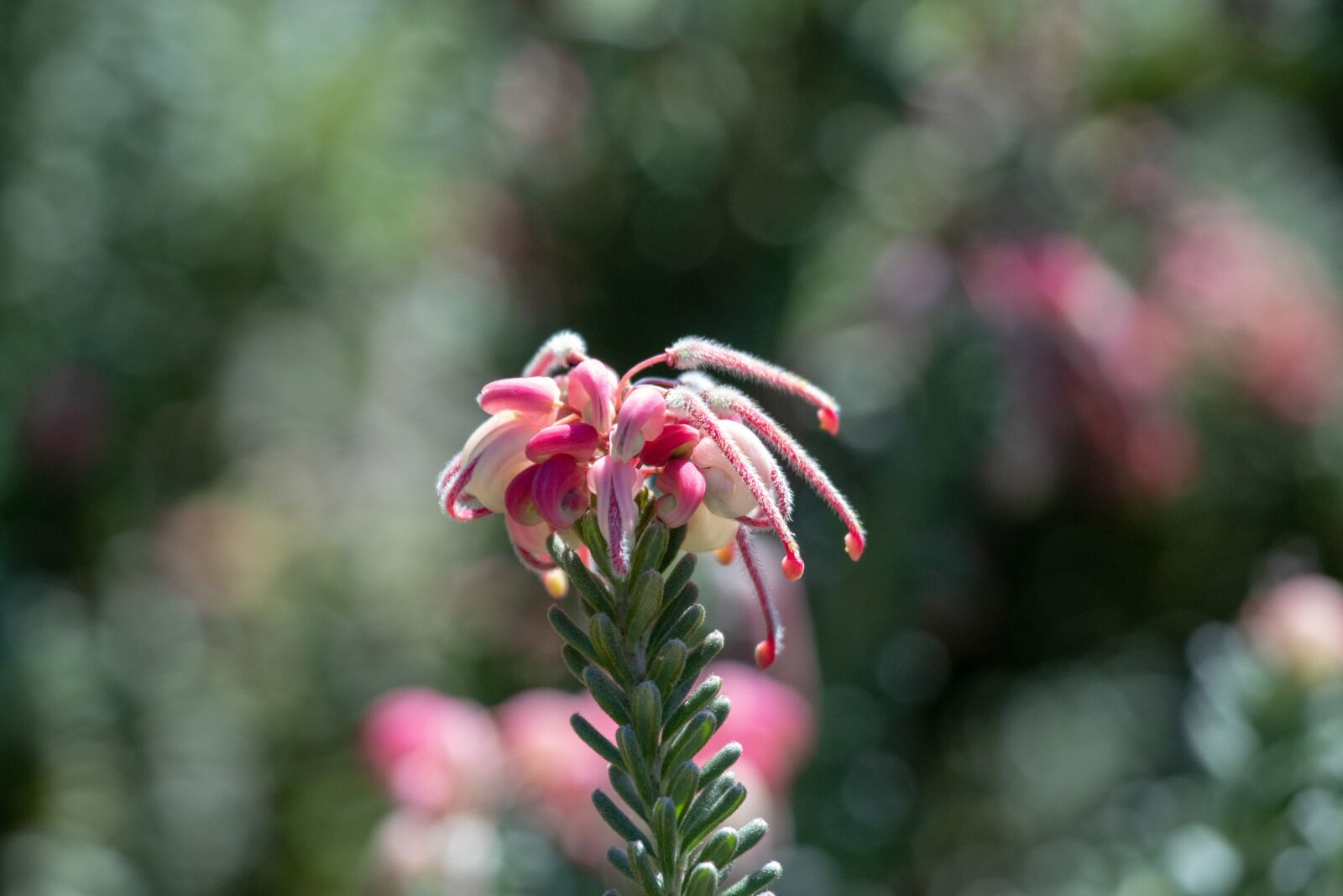 Canon EF 100-400mm F4.5-5.6L IS USM sample photo. Flower, nature, flora photography