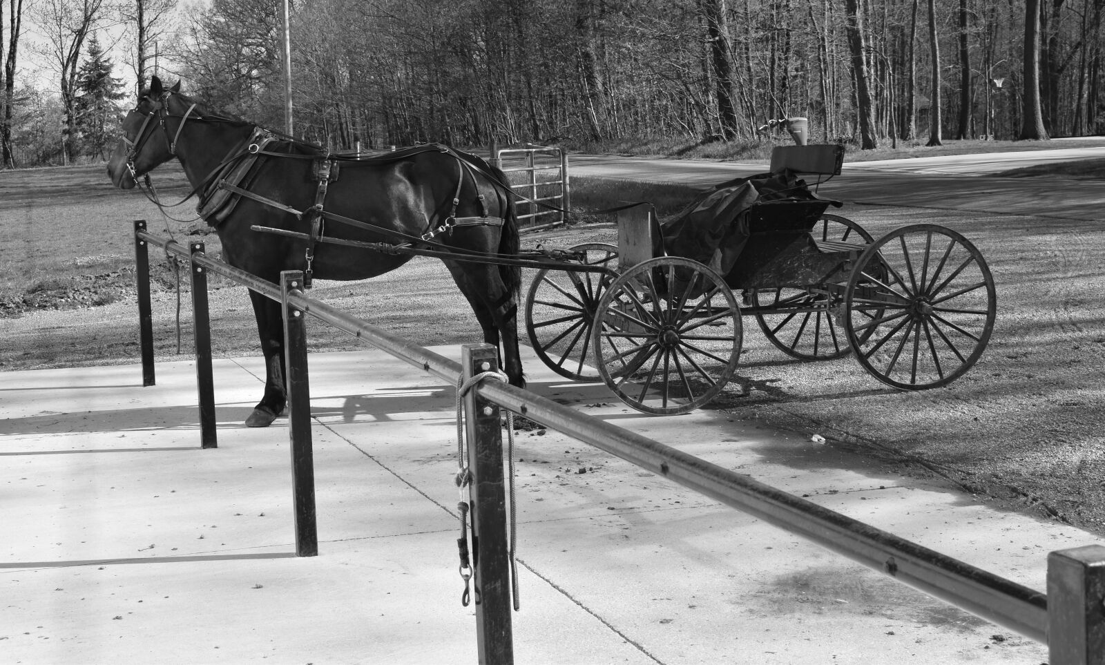 Nikon D5500 sample photo. Amish, buggy, horse photography