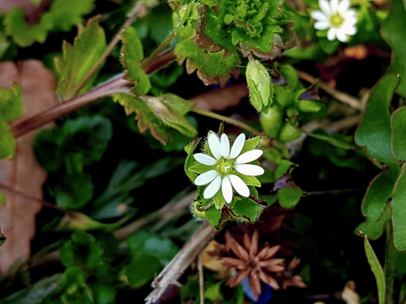 Samsung Galaxy S7 sample photo. Wildflower, chickweed, iron by photography