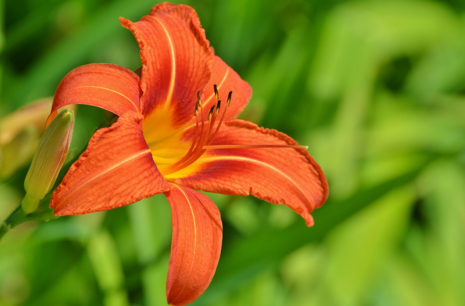 Nikon D3200 sample photo. Lily, flower, iris photography