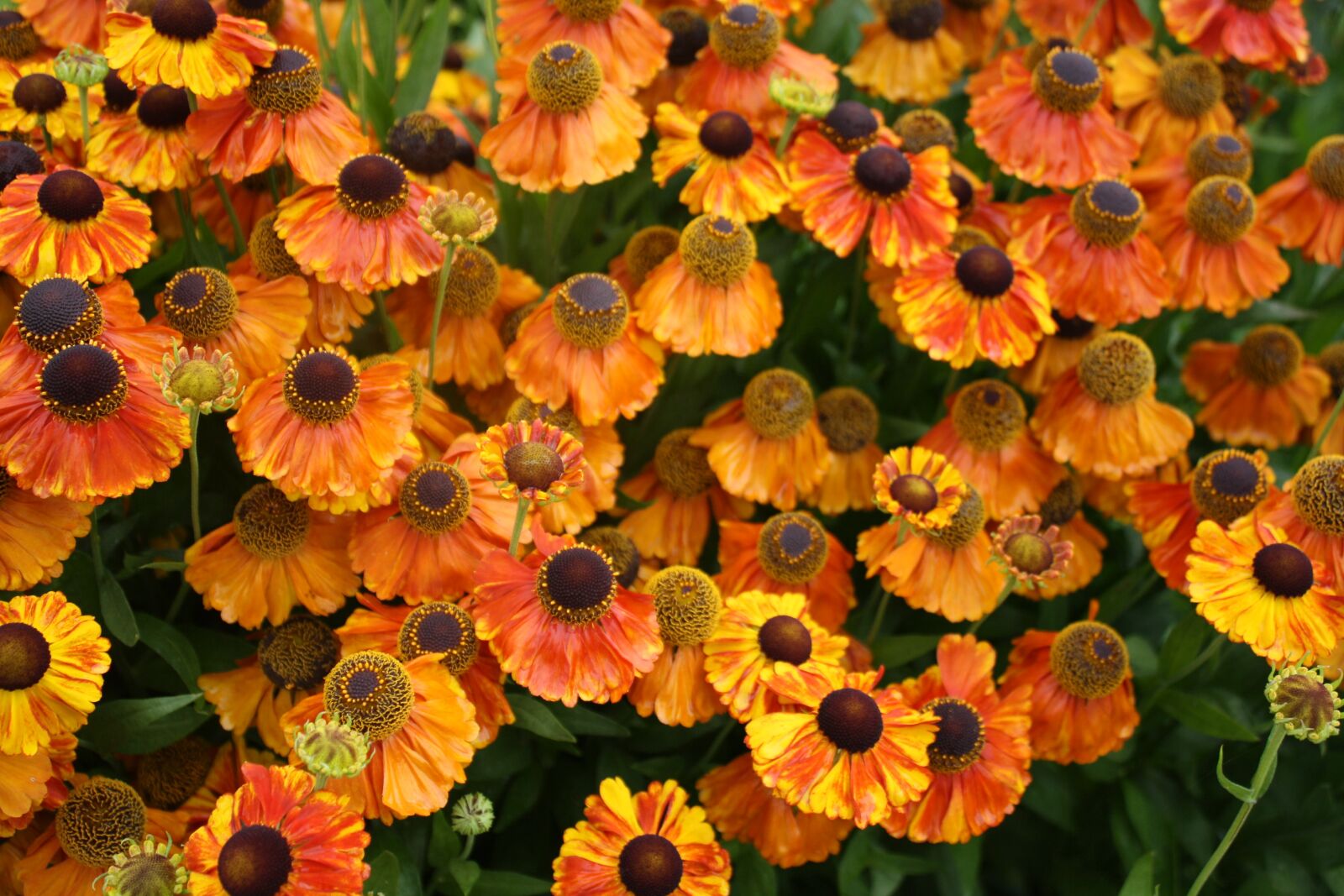 Canon EOS 1000D (EOS Digital Rebel XS / EOS Kiss F) sample photo. Flowers, garden, orange photography
