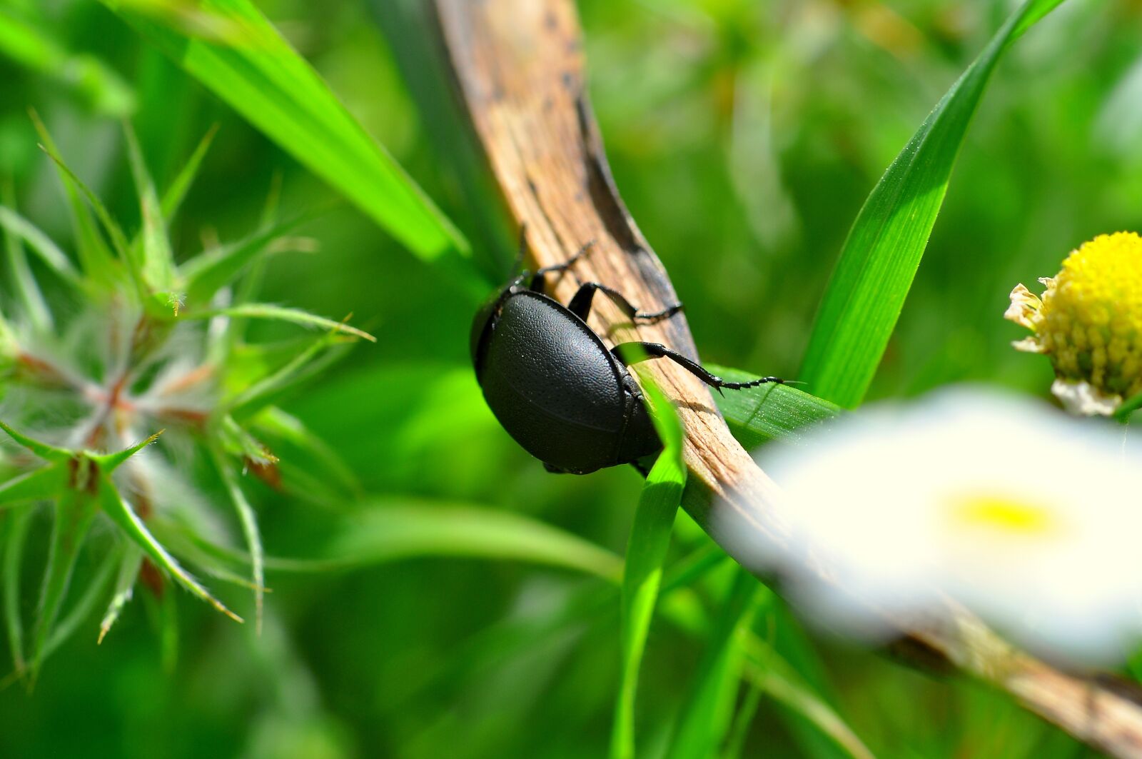 Nikon D90 sample photo. Bugs, insects, black beetle photography