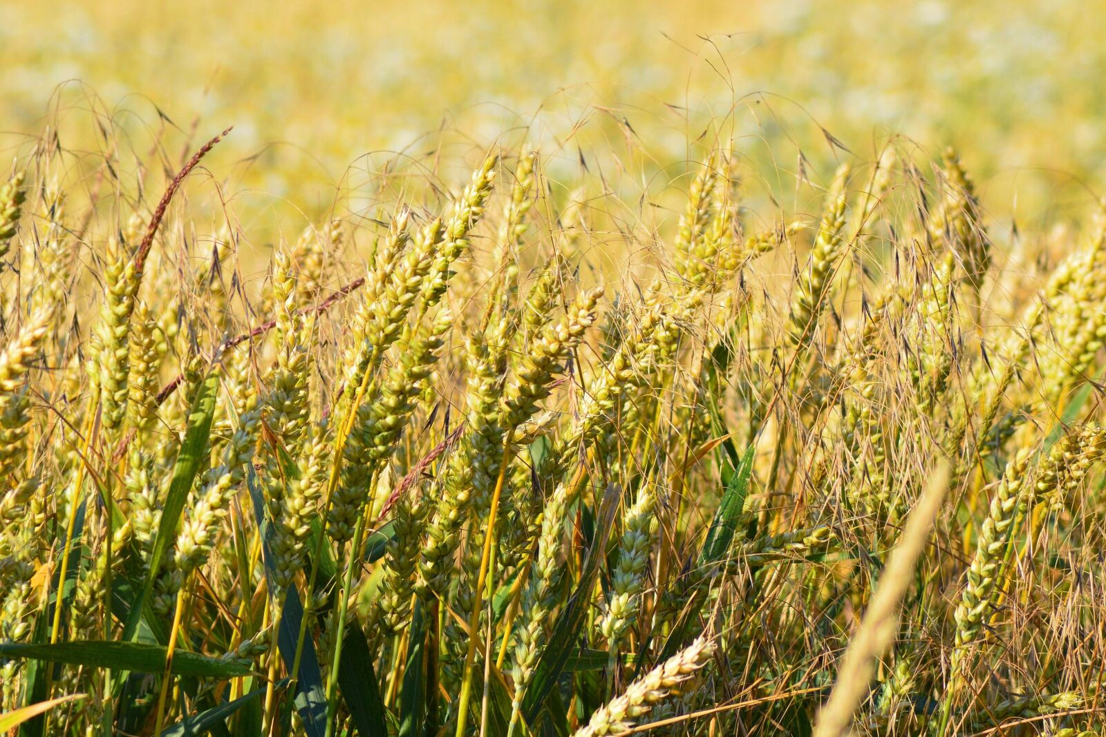 Nikon D3200 sample photo. Spike, golden yellow, cereals photography