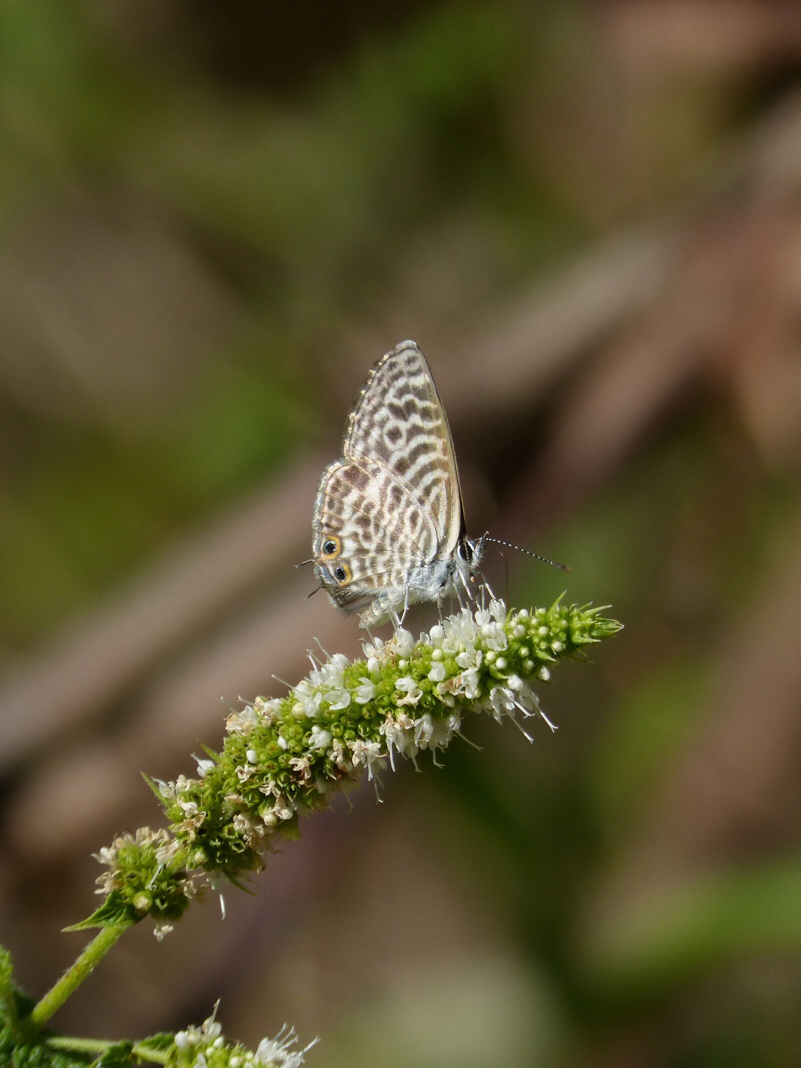 Panasonic DMC-FZ62 sample photo. Butterfly, wings, insect photography